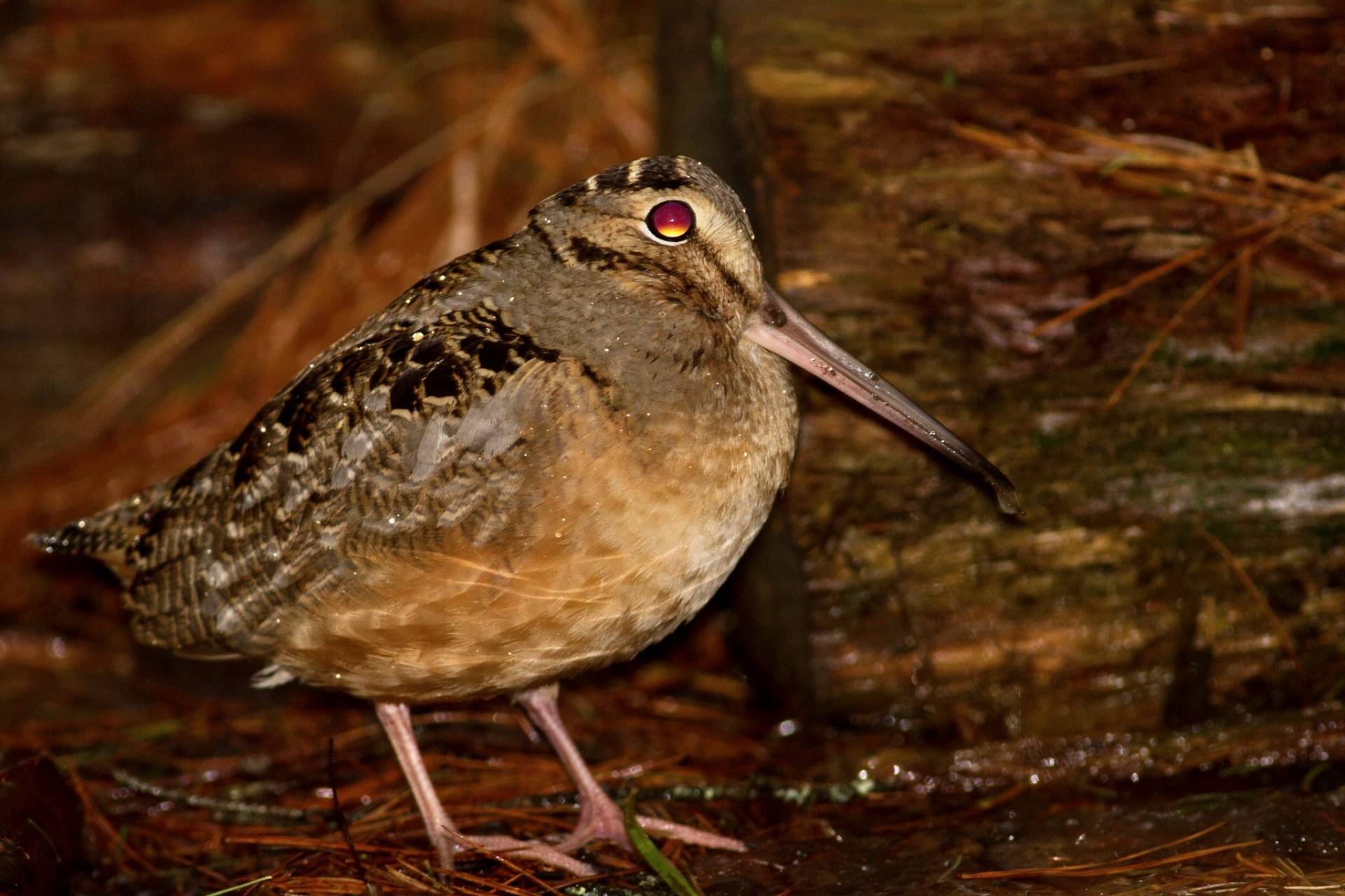 american woodcock, bécasse d'amérique, chocha americana by Fyn Kynd is licensed under CC BY-SA 4.0.
